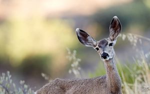 Preview wallpaper deer, animal, grass, bushes