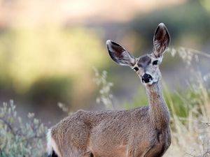 Preview wallpaper deer, animal, grass, bushes