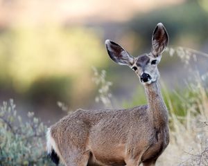 Preview wallpaper deer, animal, grass, bushes