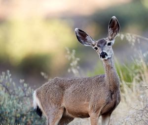 Preview wallpaper deer, animal, grass, bushes