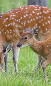 Preview wallpaper deer, animal, grass, wildlife
