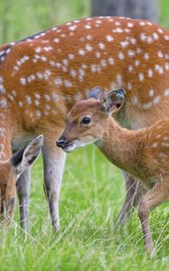 Preview wallpaper deer, animal, grass, wildlife