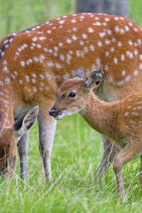 Preview wallpaper deer, animal, grass, wildlife