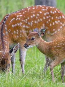 Preview wallpaper deer, animal, grass, wildlife