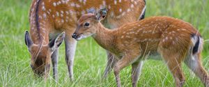 Preview wallpaper deer, animal, grass, wildlife