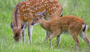 Preview wallpaper deer, animal, grass, wildlife