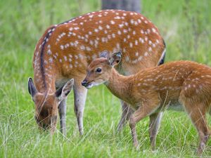 Preview wallpaper deer, animal, grass, wildlife