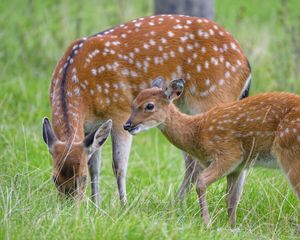 Preview wallpaper deer, animal, grass, wildlife