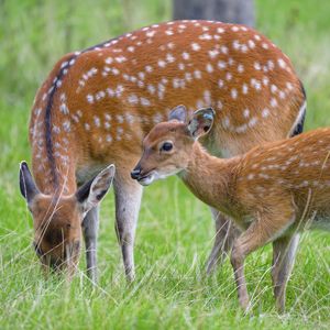 Preview wallpaper deer, animal, grass, wildlife