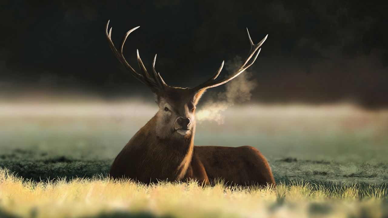 Wallpaper deer, animal, horns, field, art