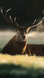 Preview wallpaper deer, animal, horns, field, art