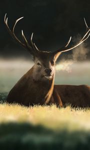 Preview wallpaper deer, animal, horns, field, art