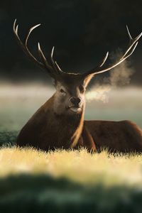 Preview wallpaper deer, animal, horns, field, art