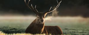 Preview wallpaper deer, animal, horns, field, art