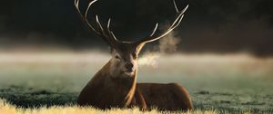 Preview wallpaper deer, animal, horns, field, art