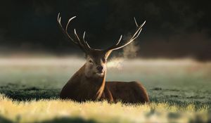 Preview wallpaper deer, animal, horns, field, art