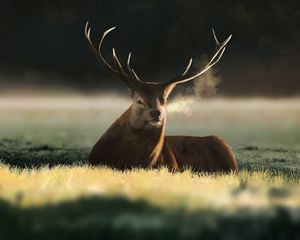 Preview wallpaper deer, animal, horns, field, art