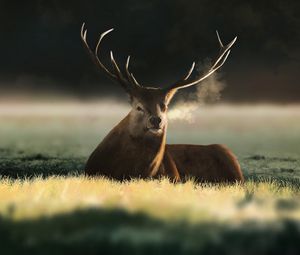 Preview wallpaper deer, animal, horns, field, art
