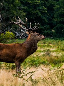 Preview wallpaper deer, animal, lawn, wildlife