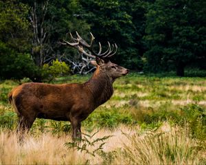 Preview wallpaper deer, animal, lawn, wildlife