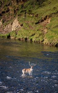 Preview wallpaper deer, animal, river, shore