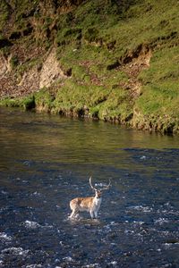 Preview wallpaper deer, animal, river, shore