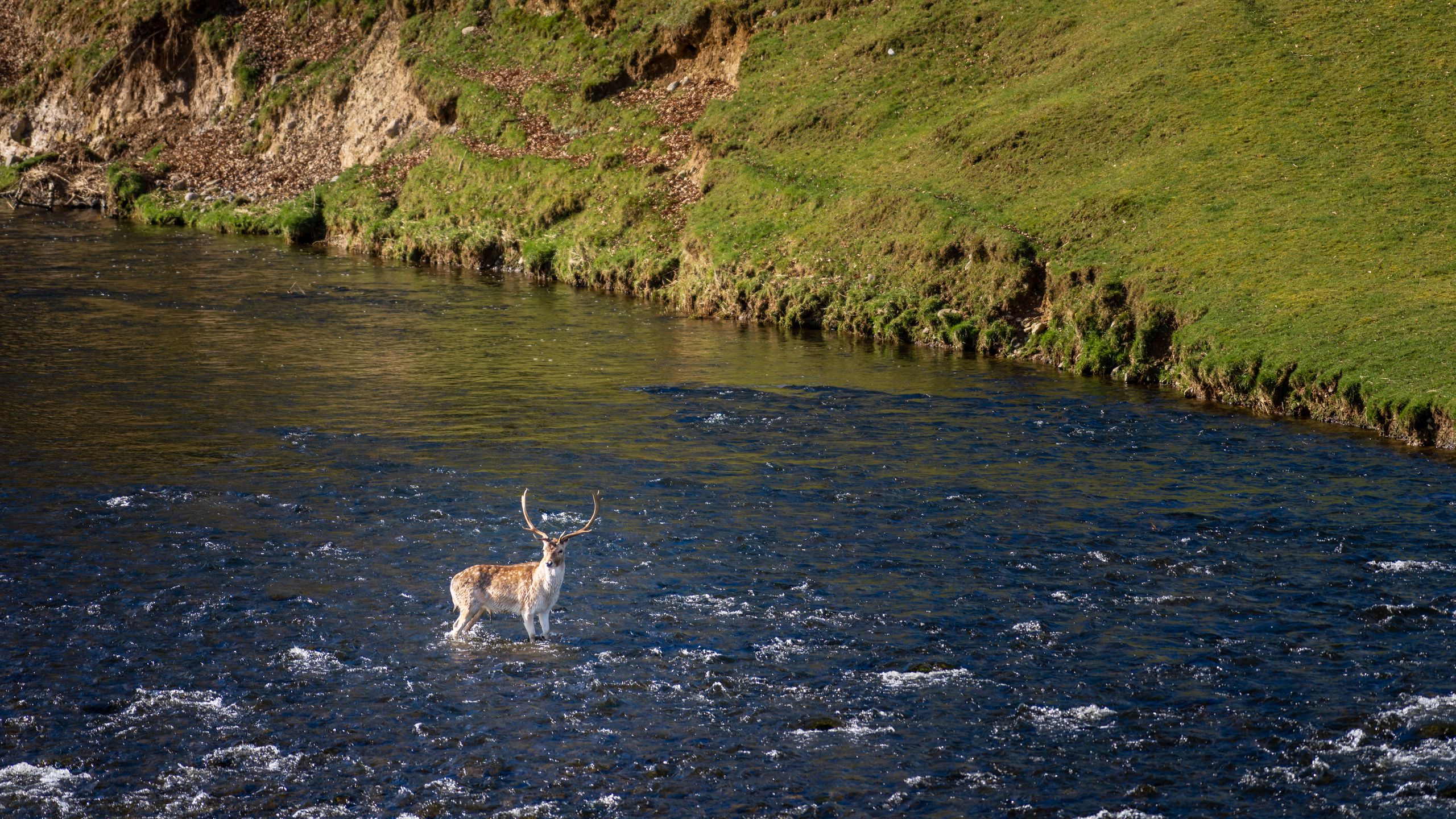 Download wallpaper 2560x1440 deer, animal, river, shore widescreen 16:9