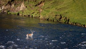 Preview wallpaper deer, animal, river, shore