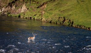 Preview wallpaper deer, animal, river, shore