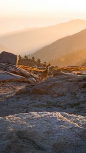 Preview wallpaper deer, animal, rocks, hills