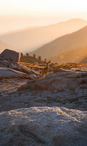 Preview wallpaper deer, animal, rocks, hills