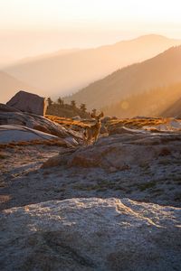 Preview wallpaper deer, animal, rocks, hills