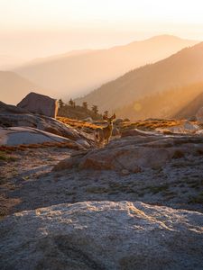 Preview wallpaper deer, animal, rocks, hills