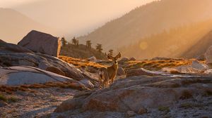 Preview wallpaper deer, animal, rocks, hills