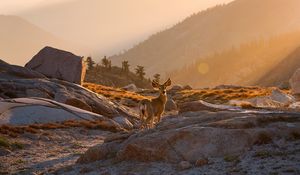 Preview wallpaper deer, animal, rocks, hills