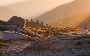 Preview wallpaper deer, animal, rocks, hills