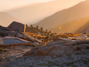 Preview wallpaper deer, animal, rocks, hills