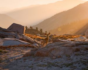 Preview wallpaper deer, animal, rocks, hills