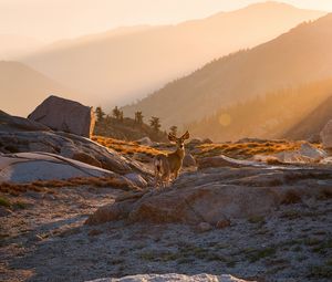 Preview wallpaper deer, animal, rocks, hills