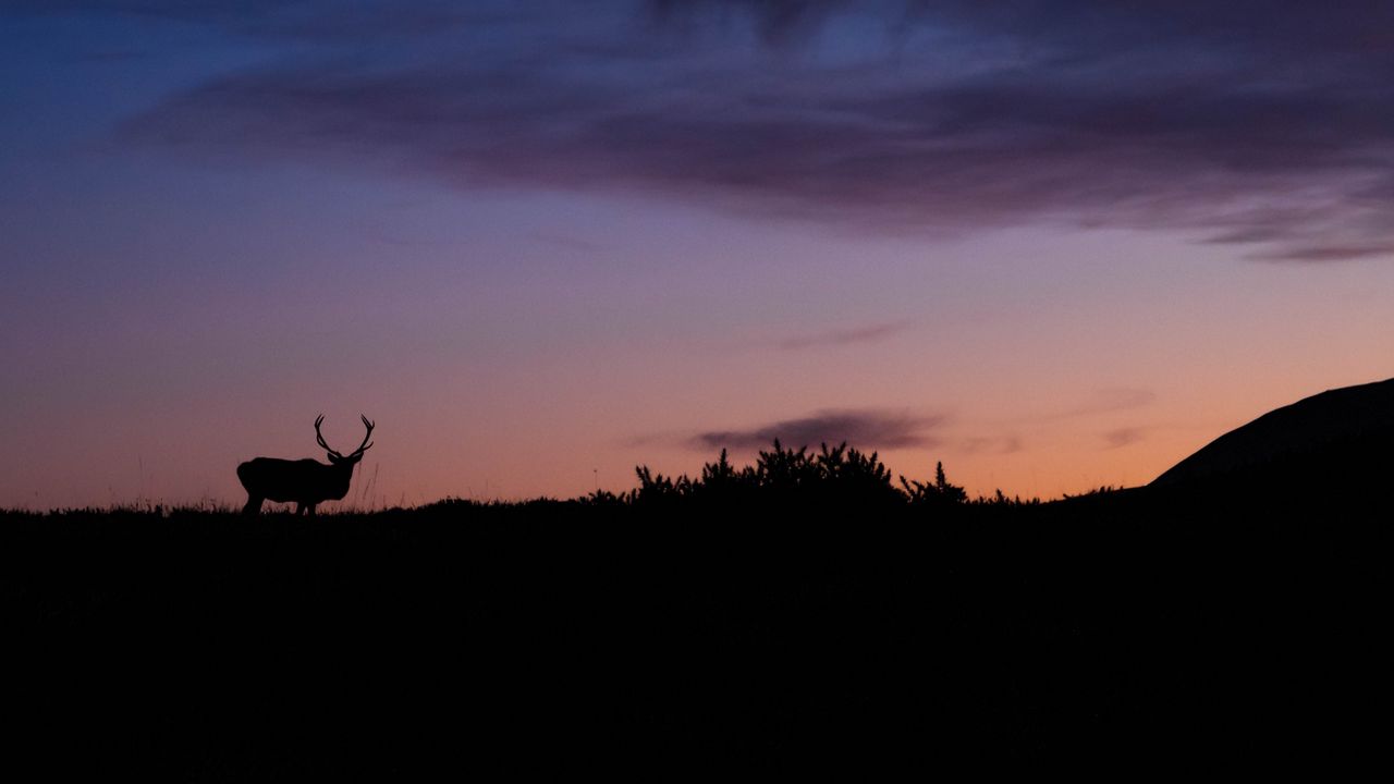 Wallpaper deer, animal, silhouette, twilight