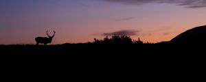 Preview wallpaper deer, animal, silhouette, twilight