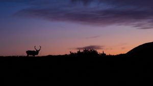 Preview wallpaper deer, animal, silhouette, twilight