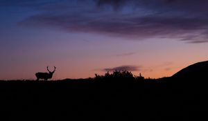 Preview wallpaper deer, animal, silhouette, twilight