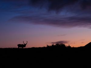 Preview wallpaper deer, animal, silhouette, twilight