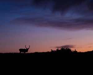 Preview wallpaper deer, animal, silhouette, twilight