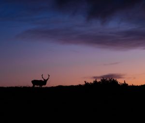 Preview wallpaper deer, animal, silhouette, twilight