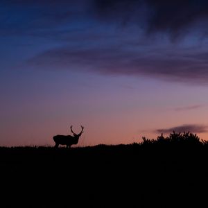 Preview wallpaper deer, animal, silhouette, twilight