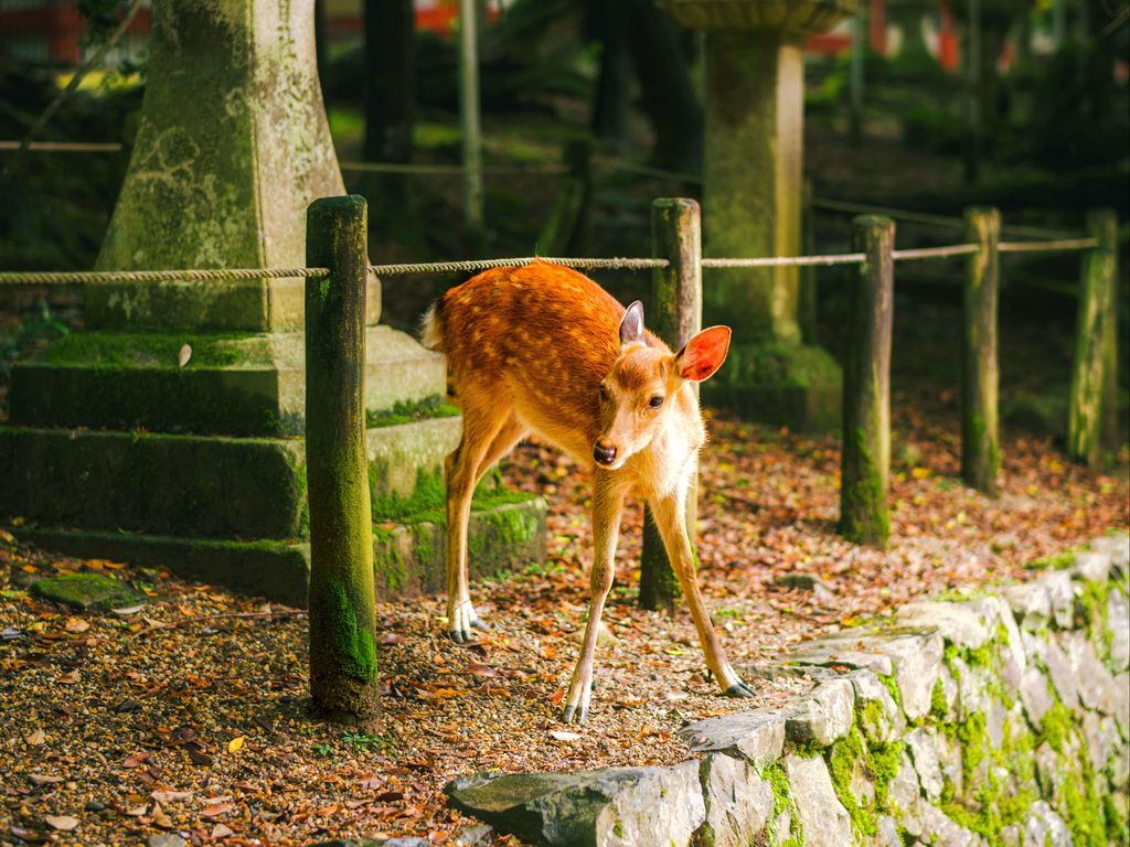 1024x768 Wallpaper deer, animal, stones, moss