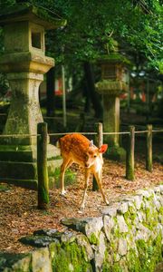 Preview wallpaper deer, animal, stones, moss