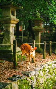 Preview wallpaper deer, animal, stones, moss